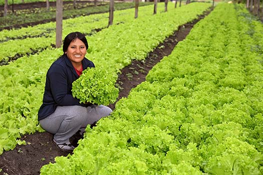 Persona_cultivando_fortalizas_y_verduras_1