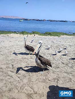 98_PARACAS